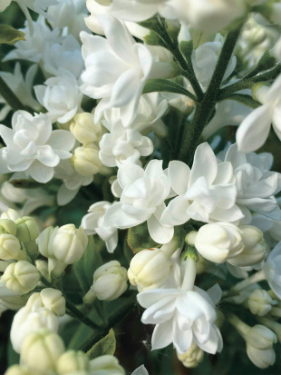 Сирень Моник Лемуан (Monique Lemoine)