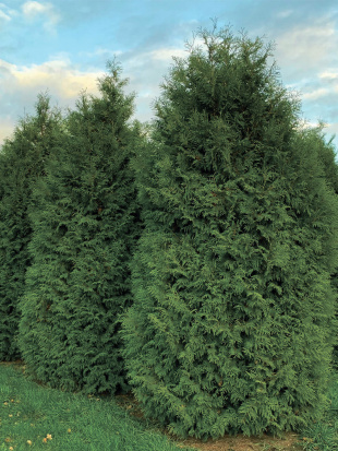 Туя Брабант (Brabant)