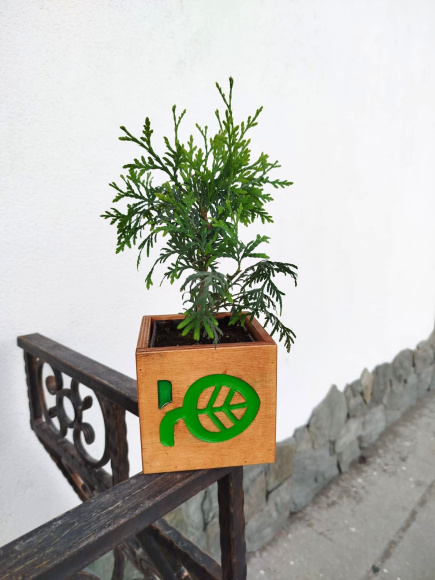 Туя Брабант (Brabant) купить с доставкой