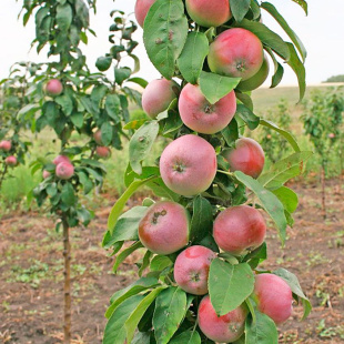 Яблоня Триумф