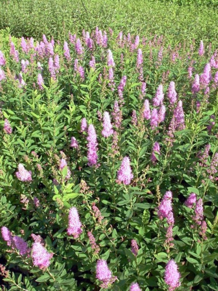 Спирея билларда Триумфанс (Triumphans) купить с доставкой