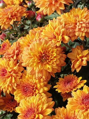 Хризантема мультифлора Золотой апельсин (Golden Orange)