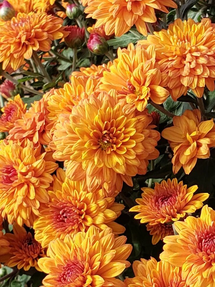 Хризантема мультифлора Золотой апельсин (Golden Orange) купить с доставкой Хризантема мультифлора Золотой апельсин (Golden Orange) купить с доставкой