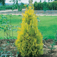 Туя Еллоу Риббон (Yellow Ribbon)