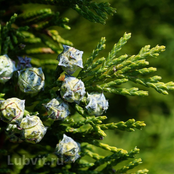 Туя Еллоу Риббон (Yellow Ribbon) купить с доставкой