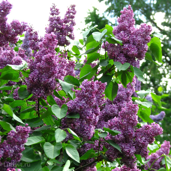 Сирень Павлинка купить с доставкой