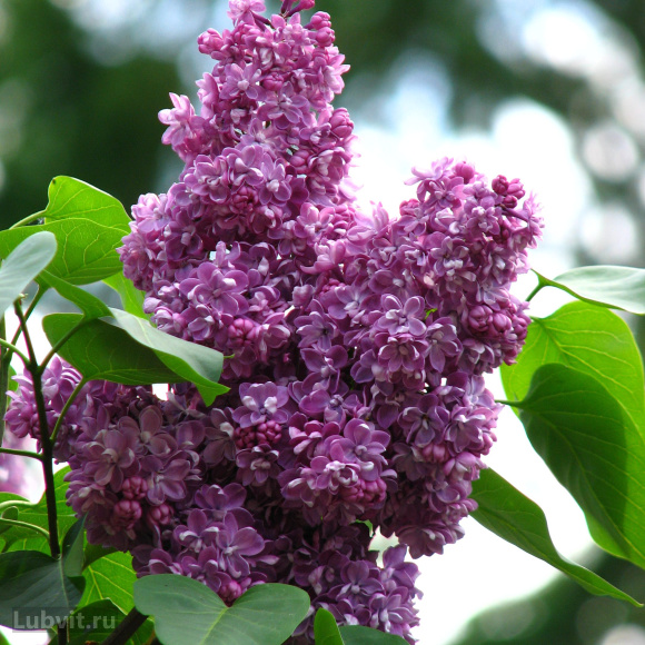 Сирень Павлинка купить с доставкой