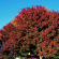 Дуб красный (Quercus rubra) с доставкой