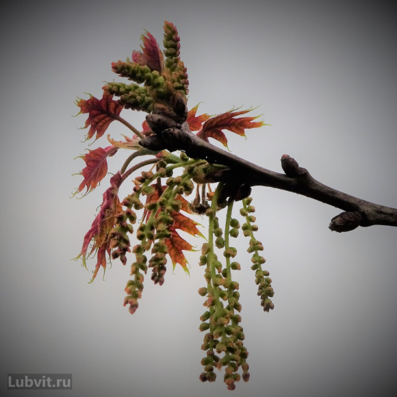 Дуб красный (Quercus rubra) купить с доставкой