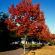 Дуб красный (Quercus rubra) с доставкой