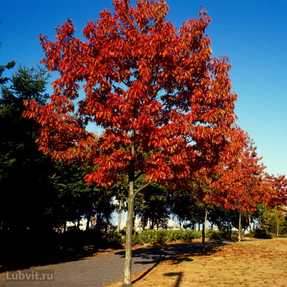 Дуб красный (Quercus rubra) купить с доставкой