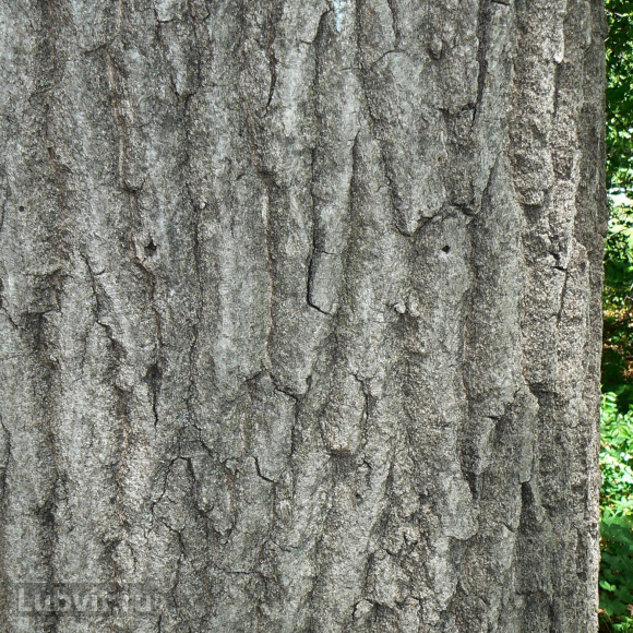 Дуб красный (Quercus rubra) купить с доставкой