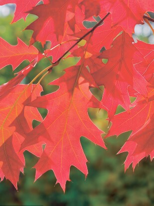 Дуб красный (Quercus rubra)