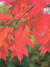 Дуб красный (Quercus rubra) купить с доставкой