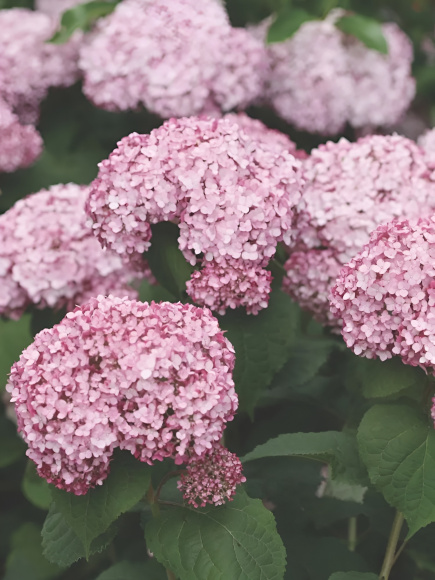 Гортензия Свит Аннабель (Sweet Annabelle) древовидная купить с доставкой