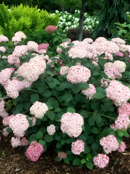 Гортензия Свит Аннабель (Sweet Annabelle) древовидная купить с доставкой