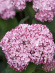 Гортензия Свит Аннабель (Sweet Annabelle) древовидная купить с доставкой