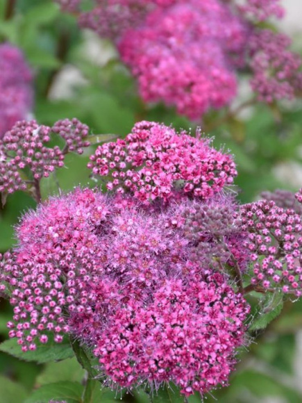 Спирея Суперстар (Superstar) купить с доставкой