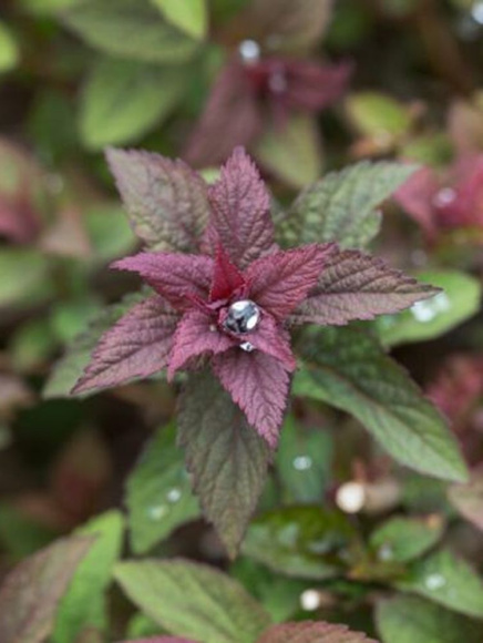 Спирея Суперстар (Superstar) купить с доставкой