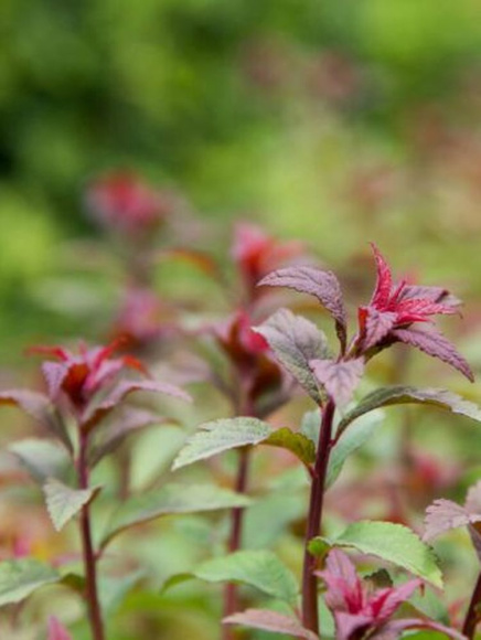 Спирея Суперстар (Superstar) купить с доставкой