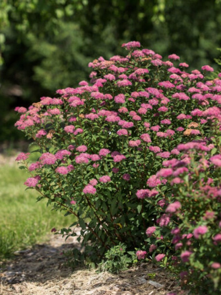 Спирея Суперстар (Superstar) купить с доставкой