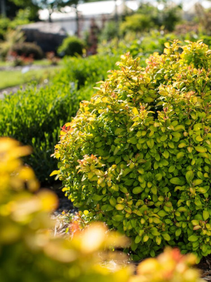 Барбарис Лимончелло (Limonsello) купить с доставкой Барбарис Лимончелло (Limonsello) купить с доставкой