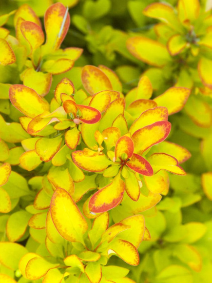 Барбарис Лимончелло (Limonsello) купить с доставкой Барбарис Лимончелло (Limonsello) купить с доставкой