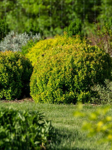 Барбарис Лимончелло (Limonsello) купить с доставкой Барбарис Лимончелло (Limonsello) купить с доставкой