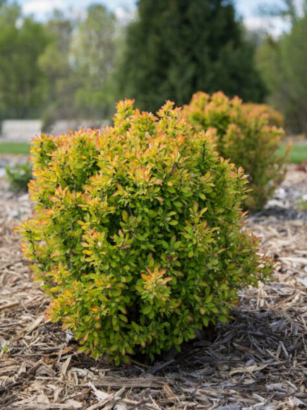 Барбарис Лимончелло (Limonsello) купить с доставкой Барбарис Лимончелло (Limonsello) купить с доставкой