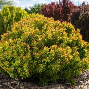Барбарис Лимончелло (Limonsello)
