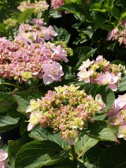 Гортензия Ю энд Ми Фореве (You and Me Forever) крупнолистная купить с доставкой