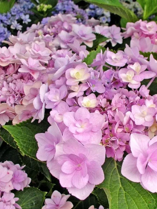 Гортензия Ю энд Ми Фореве (You and Me Forever) крупнолистная Гортензия Ю энд Ми Фореве (You and Me Forever) крупнолистная