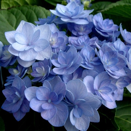 Гортензия Ю энд Ми Фореве (You and Me Forever) крупнолистная купить с доставкой Гортензия Ю энд Ми Фореве (You and Me Forever) крупнолистная купить с доставкой