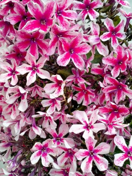 Флокс Пальмира (Palmyra) купить с доставкой