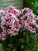 Флокс Пальмира (Palmyra) купить с доставкой