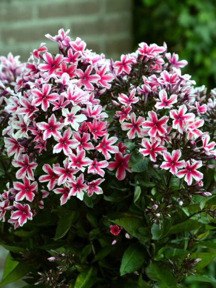 Флокс Пальмира (Palmyra) купить с доставкой