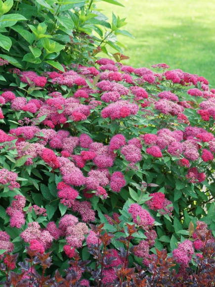 Спирея Дабл Плей Дузи (Double Play Doozie) купить с доставкой