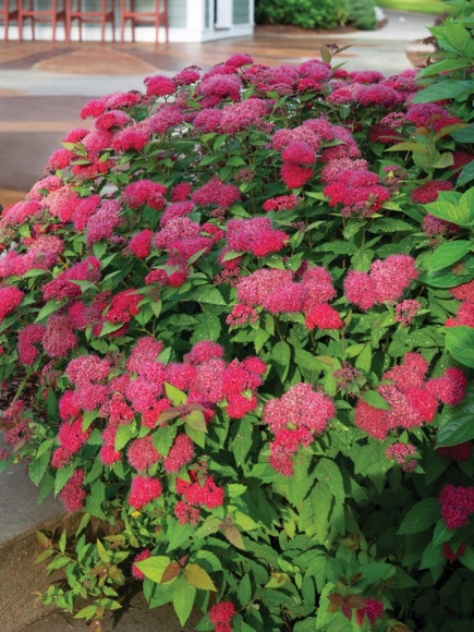 Спирея Дабл Плей Дузи (Double Play Doozie) купить с доставкой