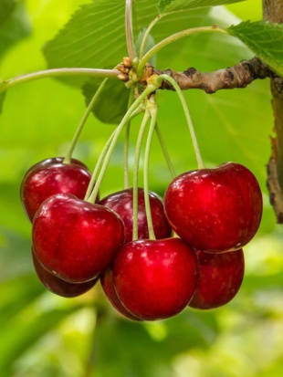 Дюки Эффективная