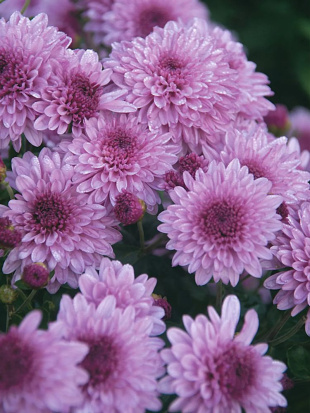 Хризантема мультифлора Санбим Пинк Биколор (Sunbeam Pink Bicolor)
