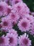 Хризантема мультифлора Санбим Пинк Биколор (Sunbeam Pink Bicolor)