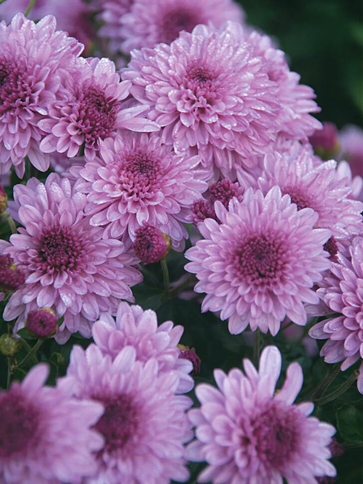 Хризантема мультифлора Санбим Пинк Биколор (Sunbeam Pink Bicolor) купить с доставкой