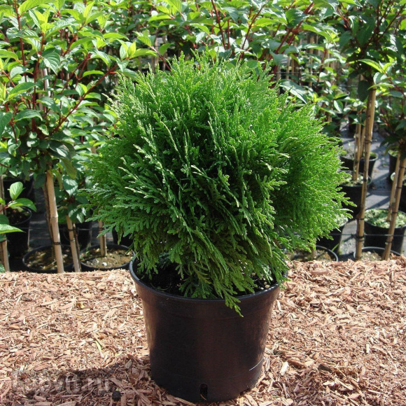 Туя Глобоза (Globosa) купить с доставкой