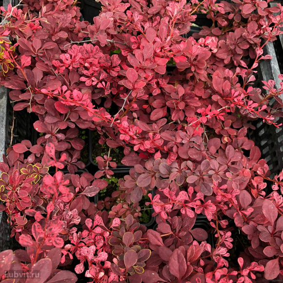 Барбарис Арлекин (Harlequin) купить с доставкой Барбарис Арлекин (Harlequin) купить с доставкой