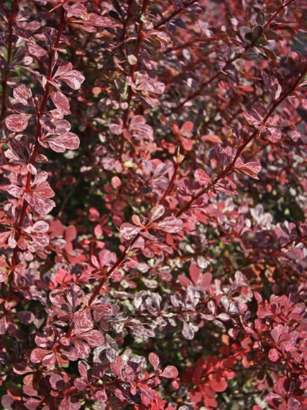 Барбарис Арлекин (Harlequin) купить с доставкой Барбарис Арлекин (Harlequin) купить с доставкой