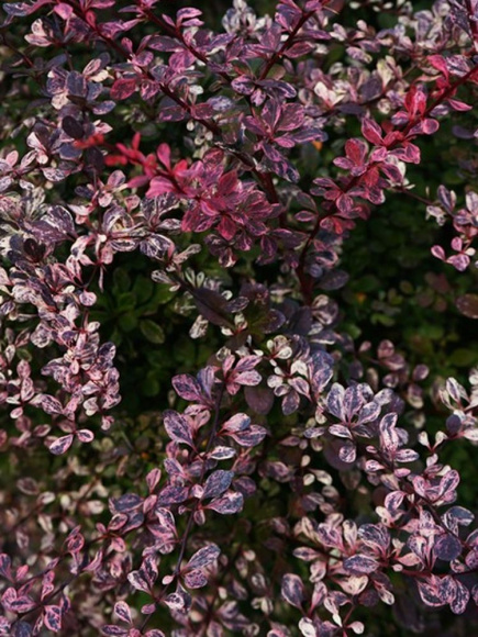 Барбарис Арлекин (Harlequin) купить с доставкой Барбарис Арлекин (Harlequin) купить с доставкой