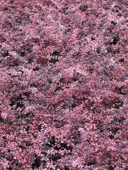 Барбарис Арлекин (Harlequin) купить с доставкой Барбарис Арлекин (Harlequin) купить с доставкой