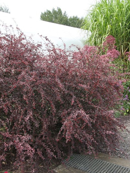 Барбарис Арлекин (Harlequin) купить с доставкой Барбарис Арлекин (Harlequin) купить с доставкой