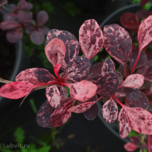 Барбарис Арлекин (Harlequin) Барбарис Арлекин (Harlequin)