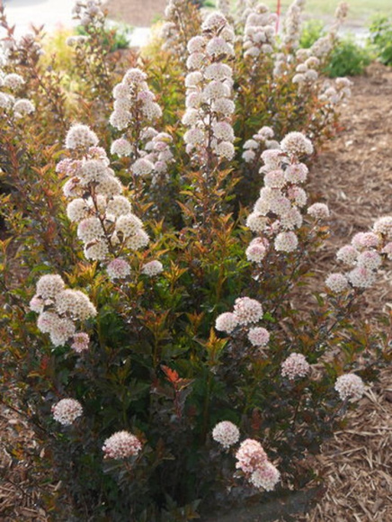 Пузыреплодник Тайни Вайн (Tiny Wine) купить с доставкой Пузыреплодник Тайни Вайн (Tiny Wine) купить с доставкой